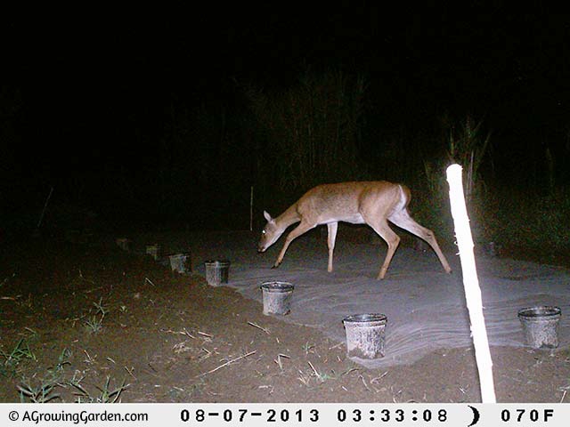 Deer in the Vegetable Garden