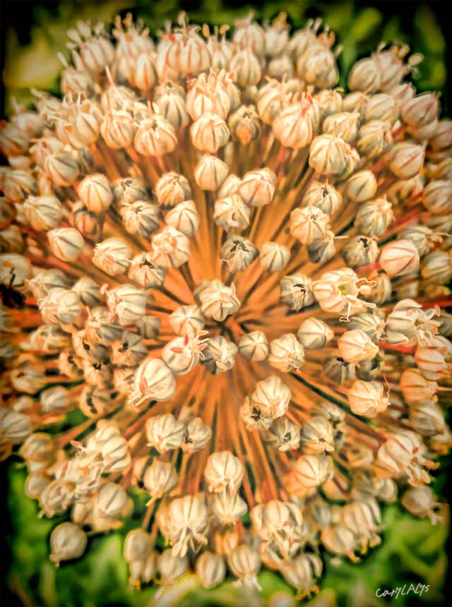 Leek Flowers Rock