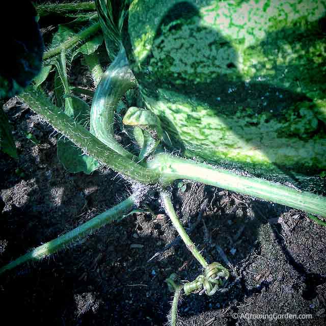 Watermelon Tendrils