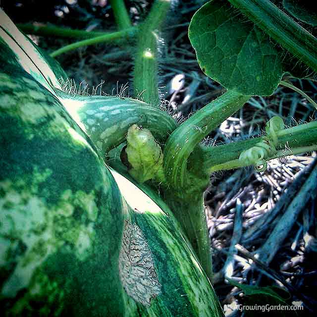 How to tell when a watermelon is ready to pick