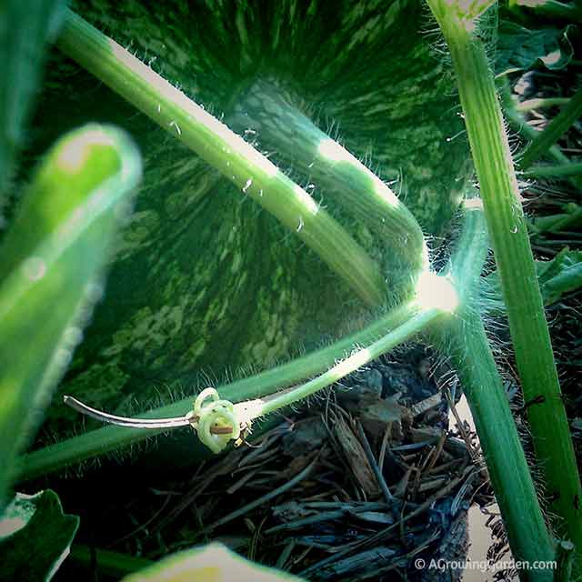 How to tell when a watermelon is ready to harvest