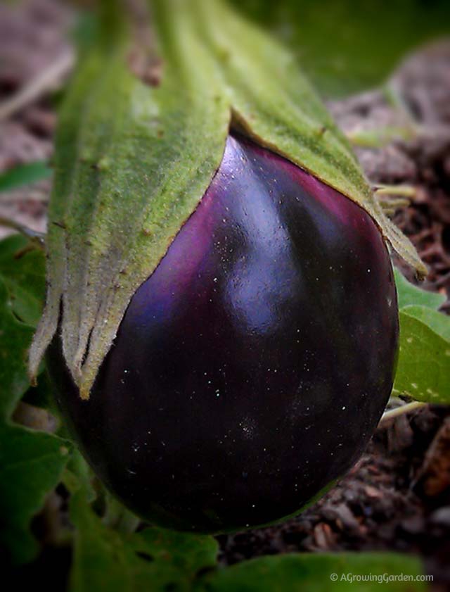 Growing Black Beauty Eggplant