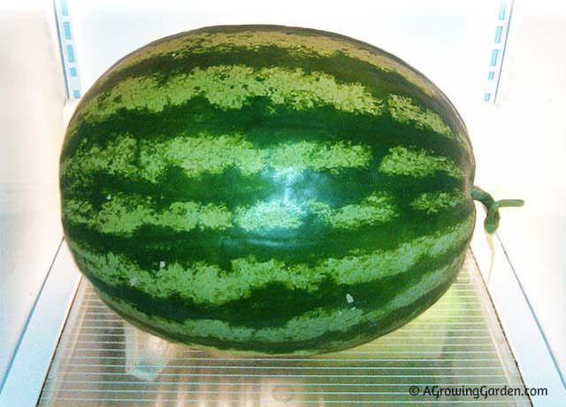 Just Picked Our First Watermelon of 2013!