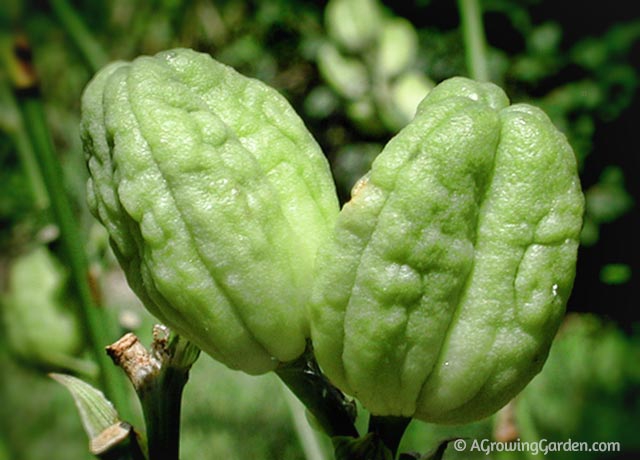 Immature Daylily Seed Pod