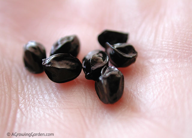 Daylily Seeds