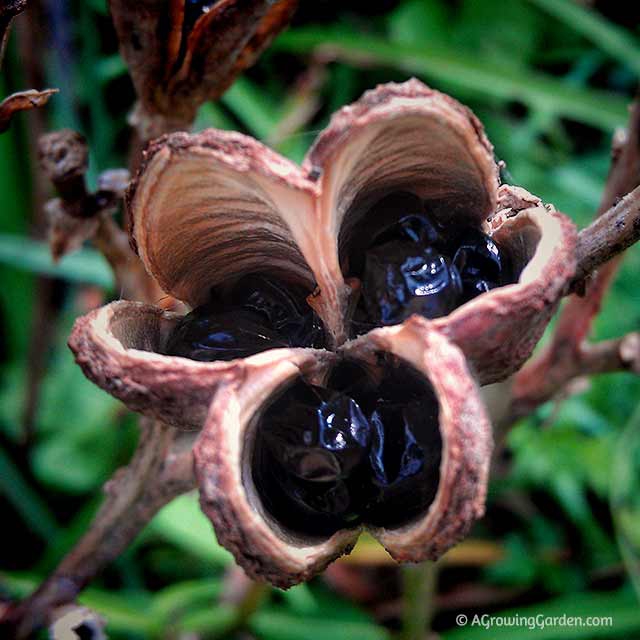 Hemerocallis seeds