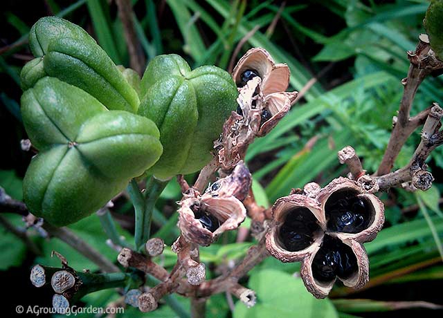 lily seed pods