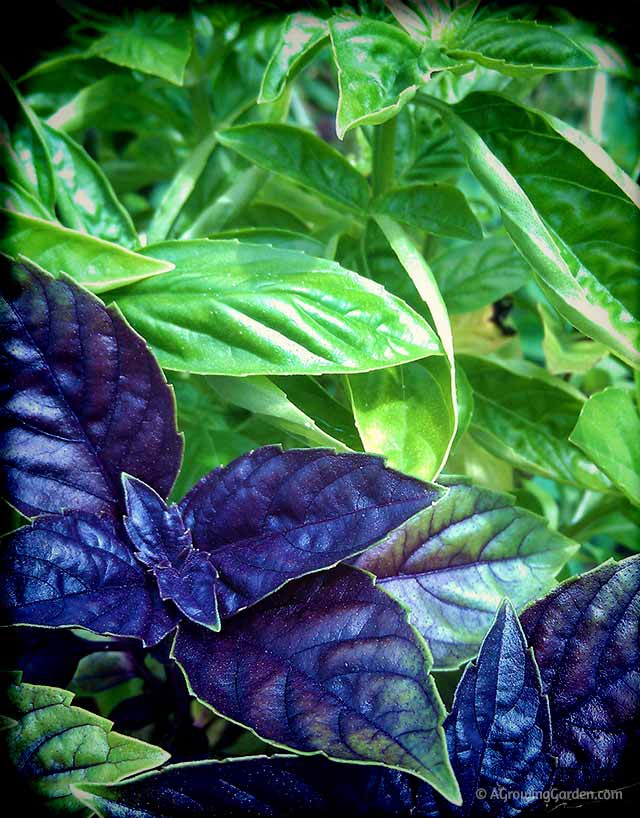 How to Dry Basil