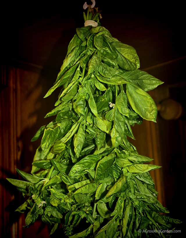 Easiest Way to Dry Basil