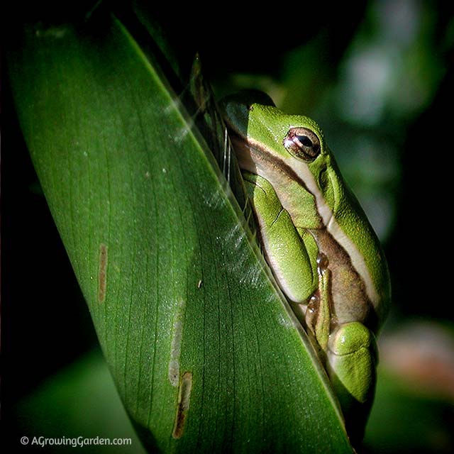 Frogs and toads in the garden