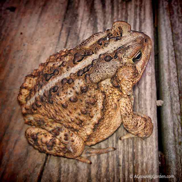 Frogs and Toads in the Garden