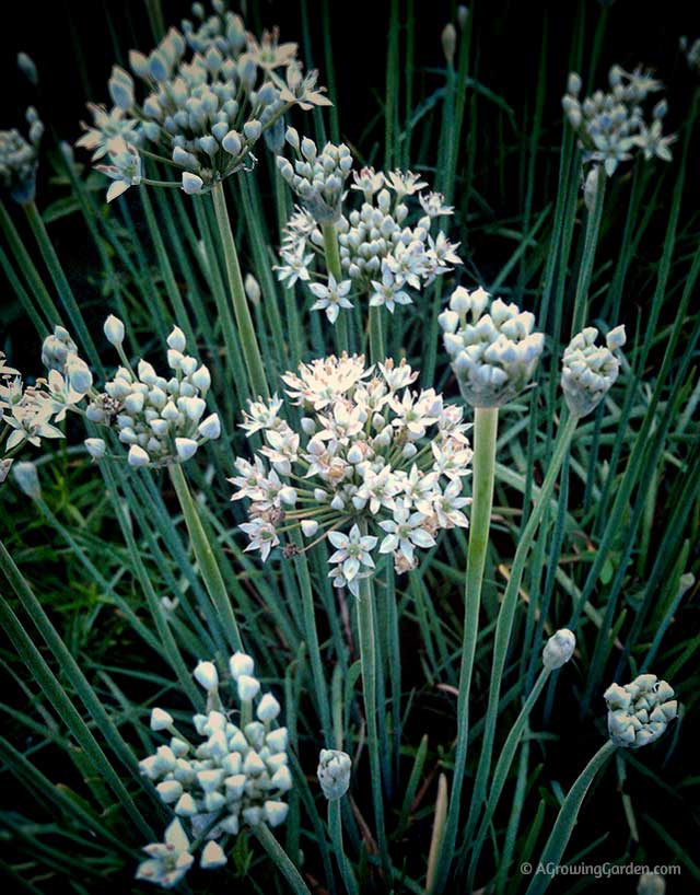 Why You Should Grow Garlic Chives