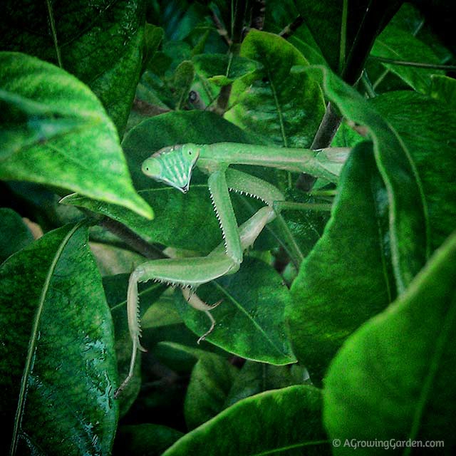 Praying Mantis Wings