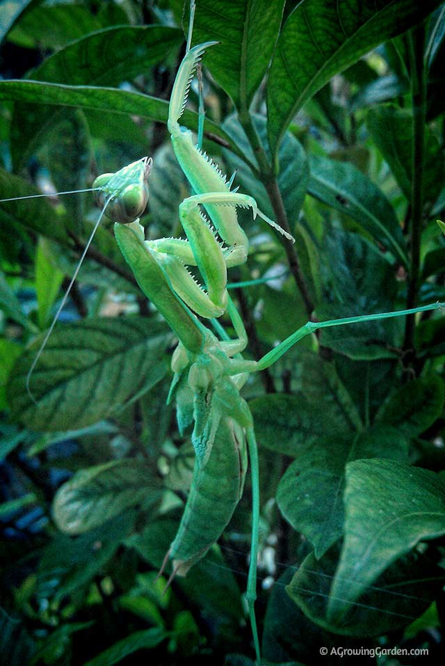 Praying Mantis Wing Buds