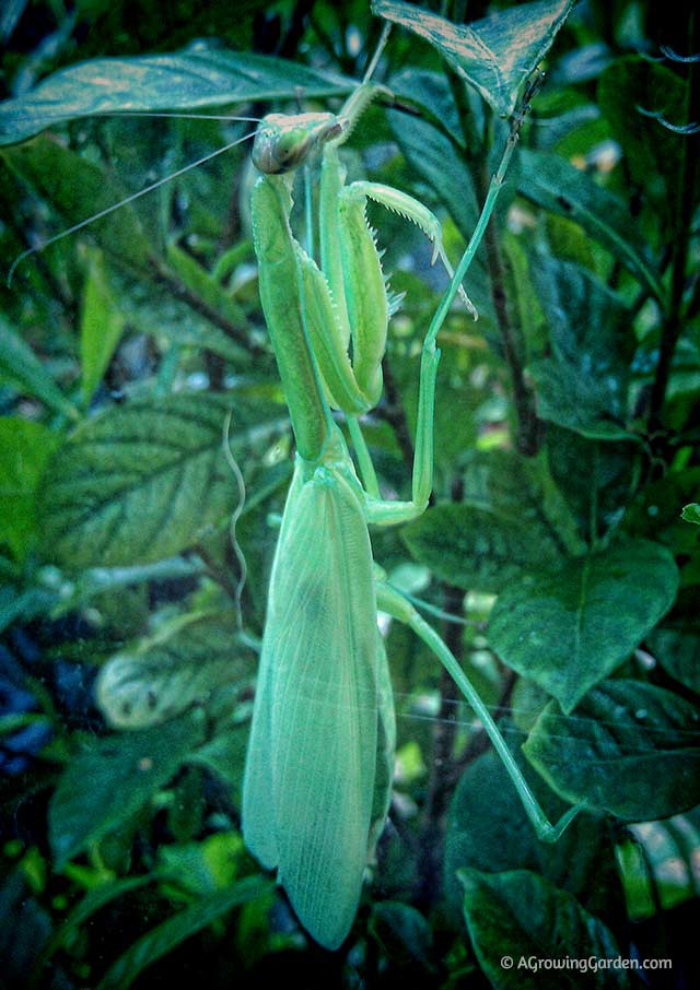 Praying Mantis with Wings