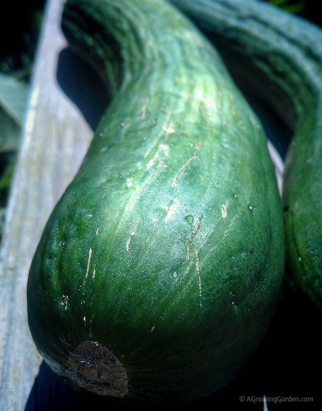 Growing English Cucumbers