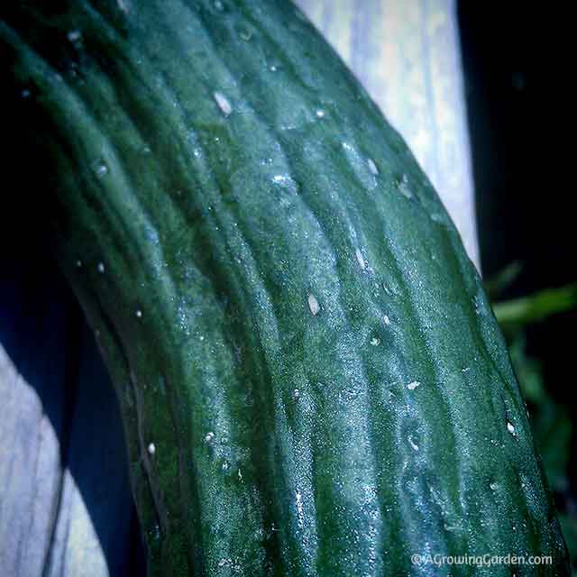 English Cucmbers