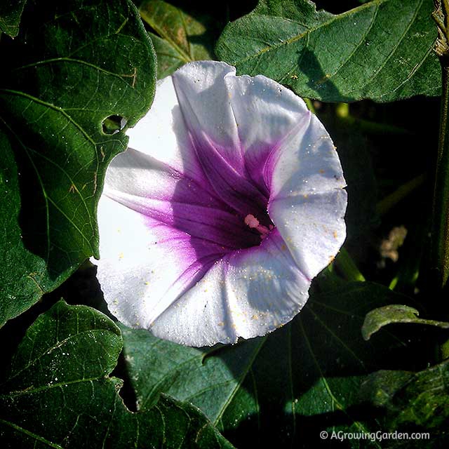 Sweet Potato Flowers