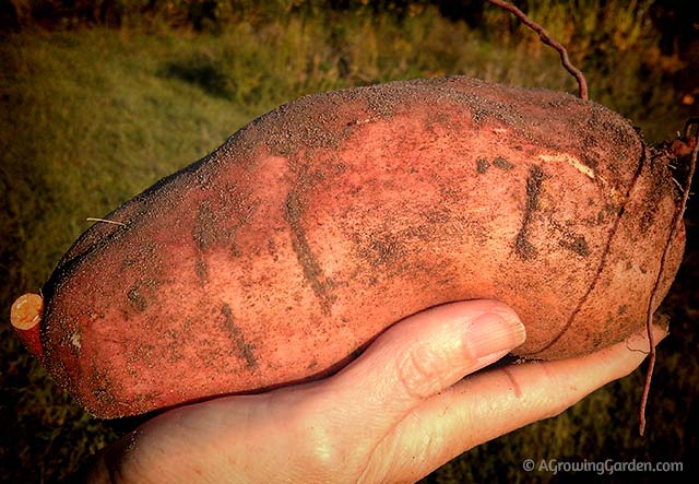 Big Sweet Potato