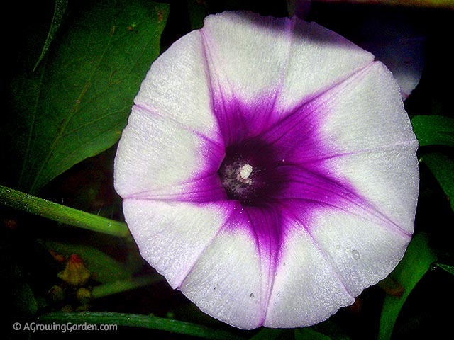 Beauregard Sweet Potato Flower