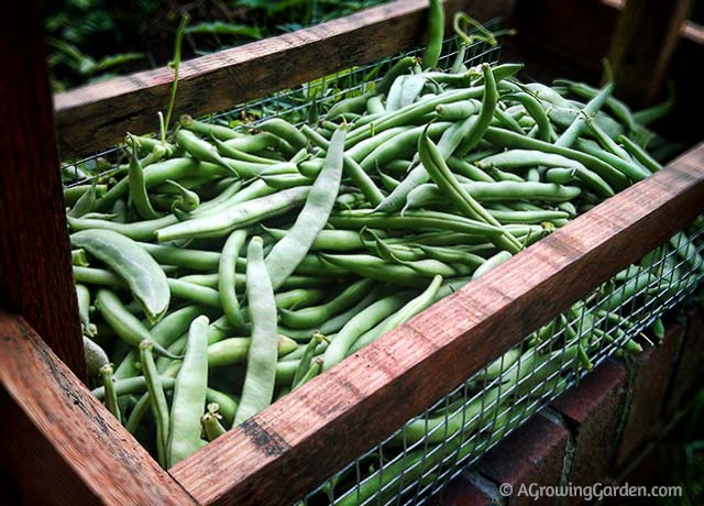 Growing Green Beans