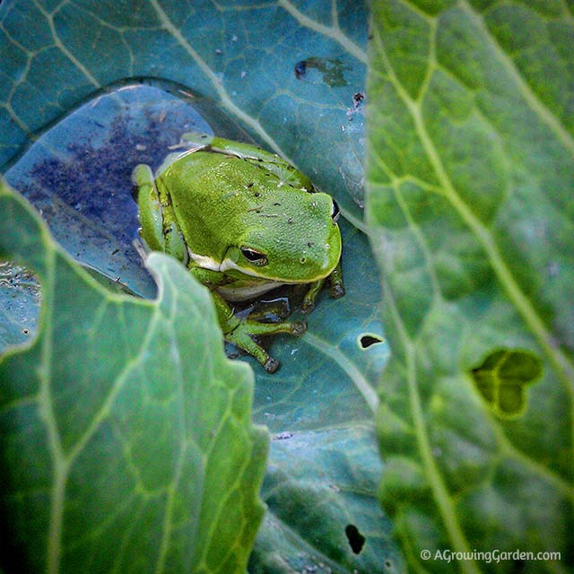 American Tree Frog