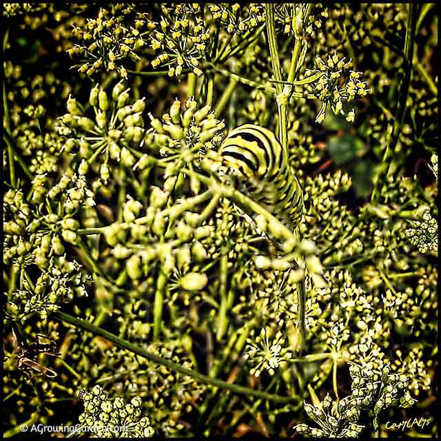 Swallowtail Caterpillar on Parsley