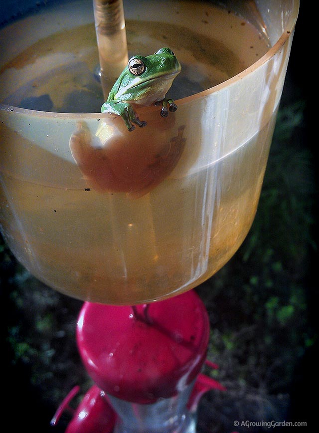 Tree Frog in Hummingbird Feeder Ant Moat