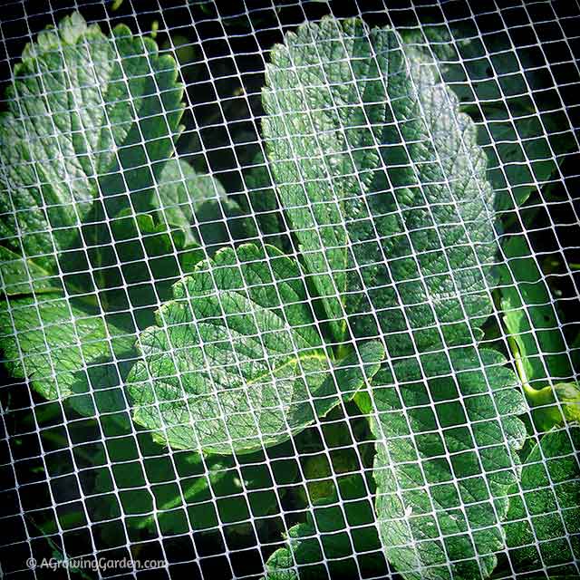 Strawberry Netting