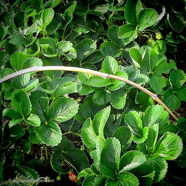 Strawberry Plants