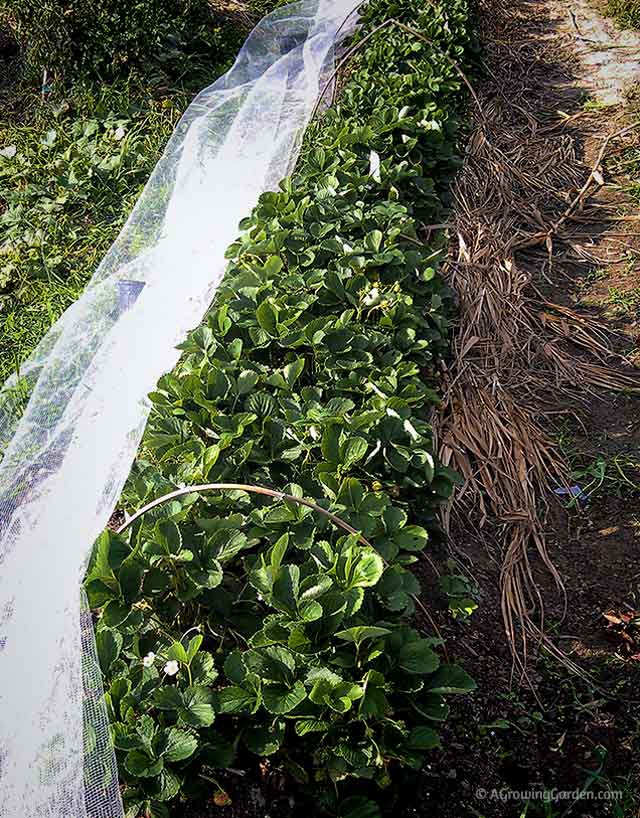 Everbearing Strawberry Bed