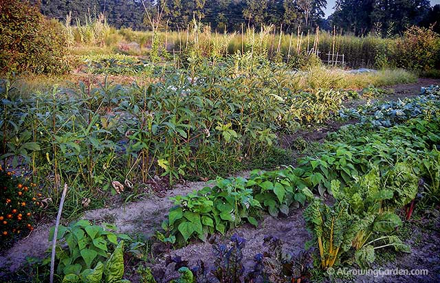 My Vegetable Garden in September