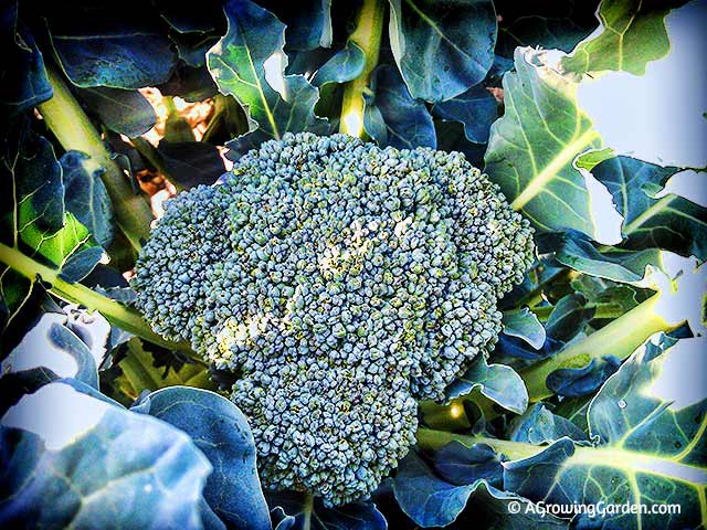 Growing Broccoli in the Fall Garden