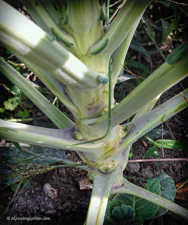 Growing Brussel Sprouts in Fall Garden