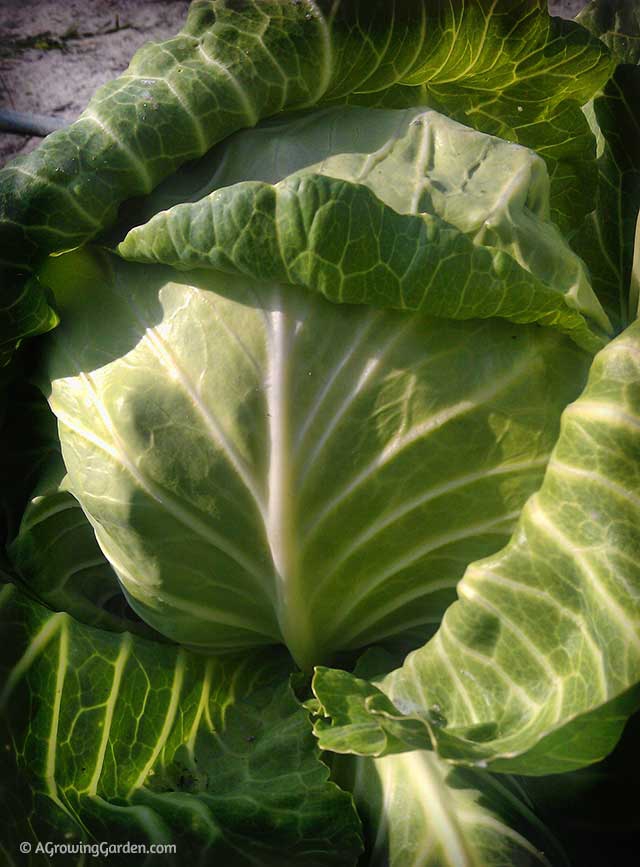 Growing Cabbage in Fall Garden