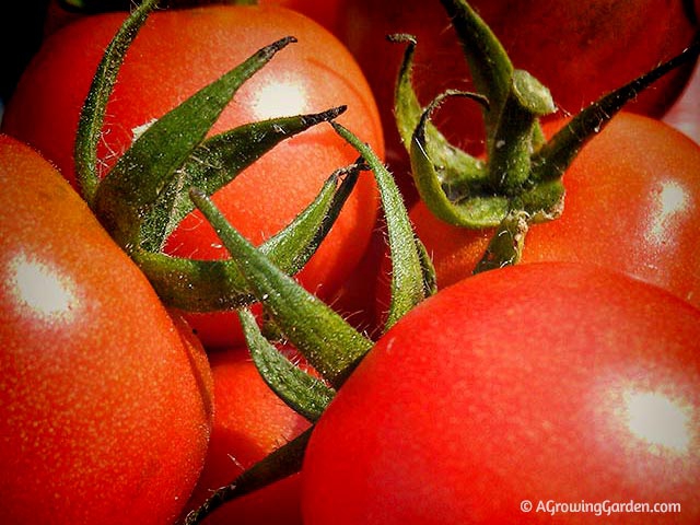 Cherry Tomatoes