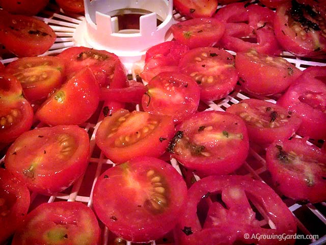 How to Sun Dry Tomatoes