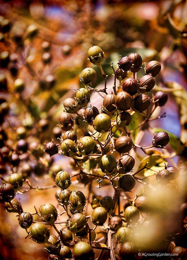 Crepe Myrtle Seeds