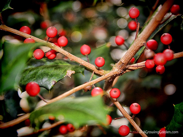 Holly Berries