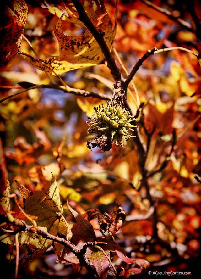 Sweet Gum Tree in Fall