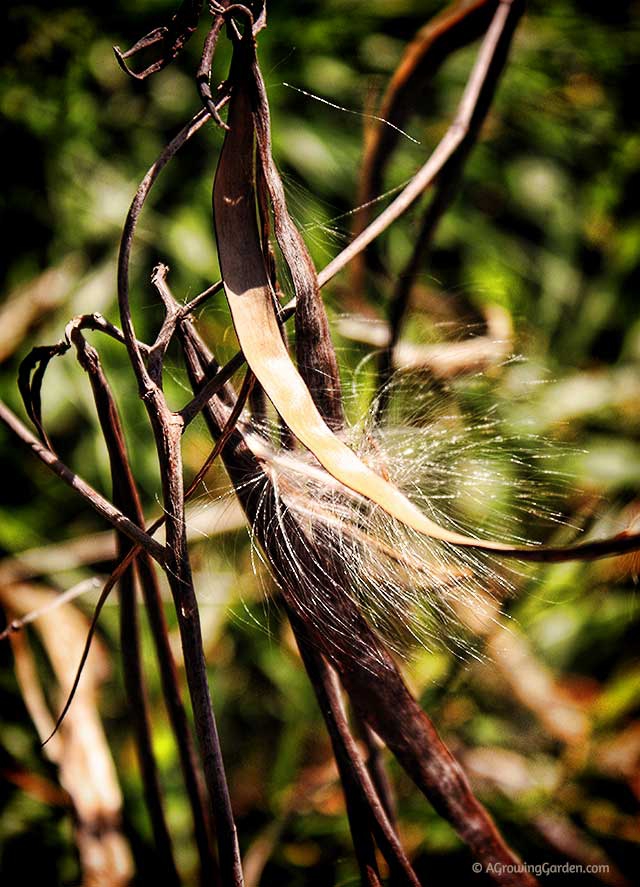 WildFlower Seeds