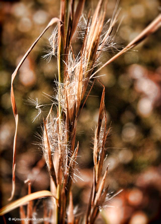 Wild Grass Seeds