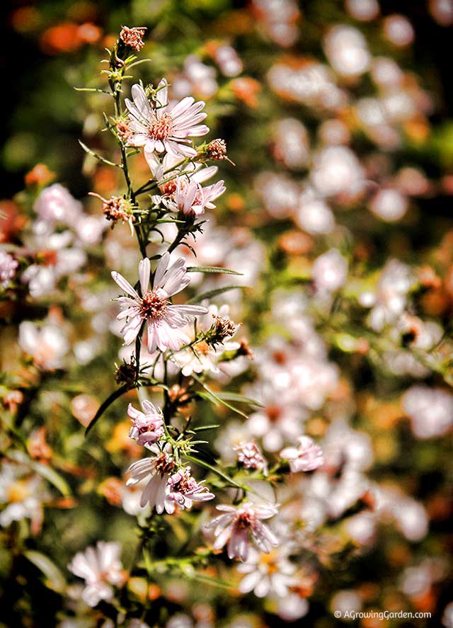 Wild Flowers in Fall