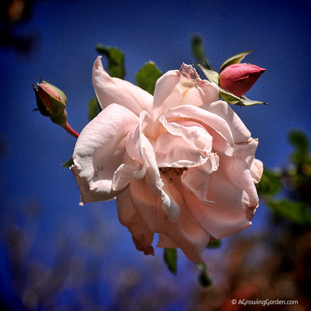 Roses Blooming in November