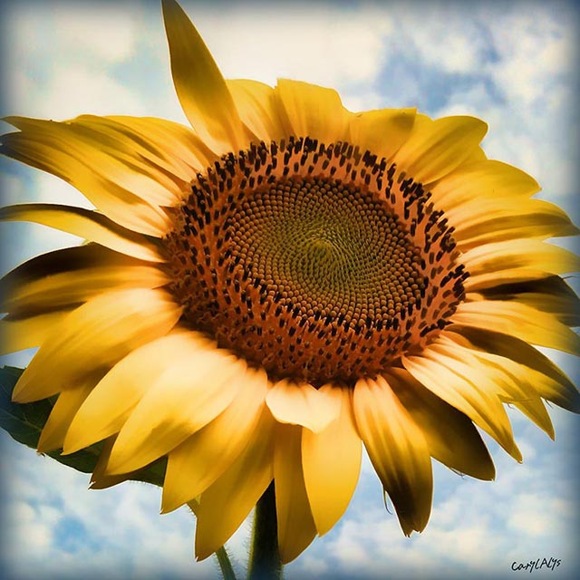 Sunflower Print for Sale | Sunflower Giclee