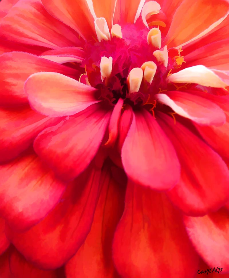 Zinnia Print for Sale