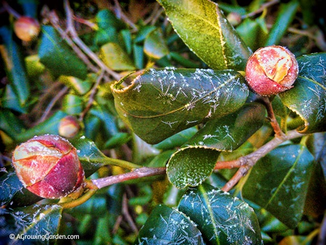 Our Camellia and a Nasty Cold Spell