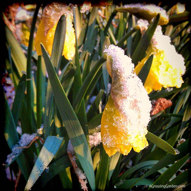 Daffodils in Snow