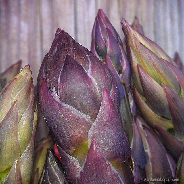 April Showers Bring May Asparagus!