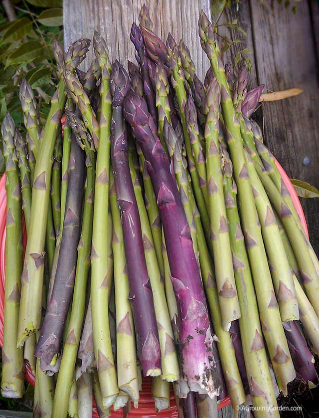 Asparagus fresh from the Garden